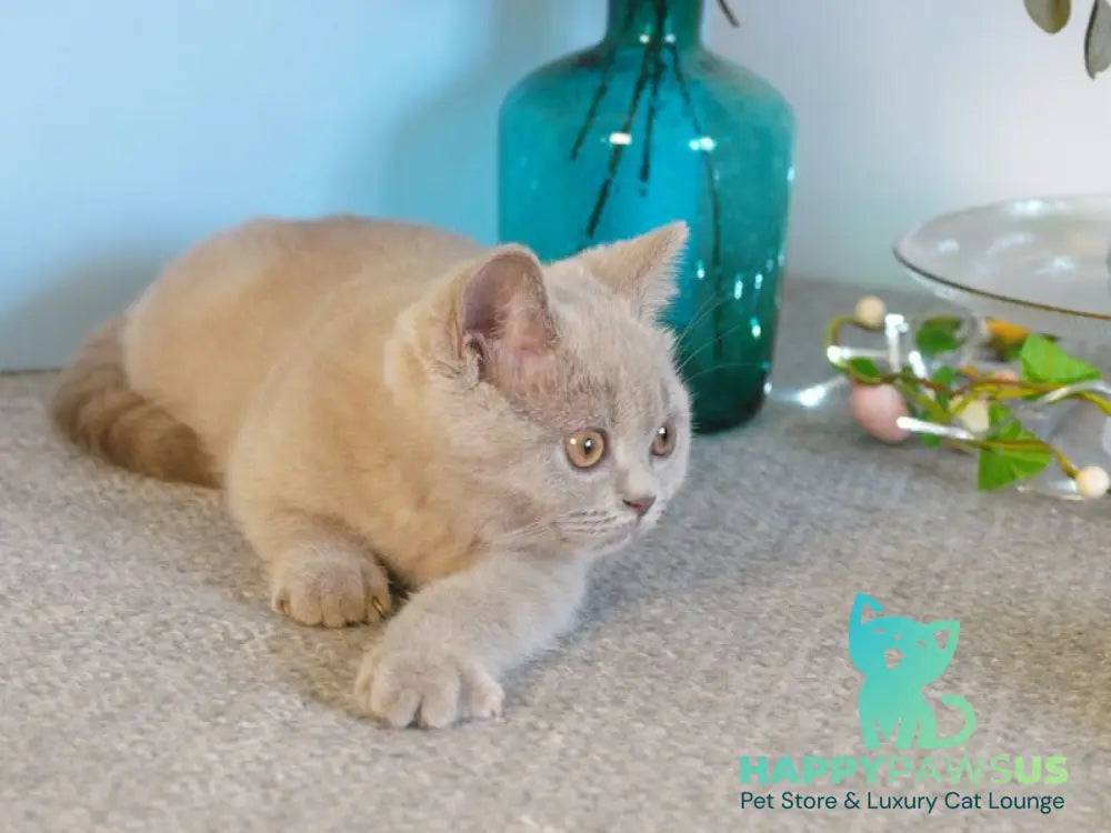 Nola British Shorthair female lilac - live animals