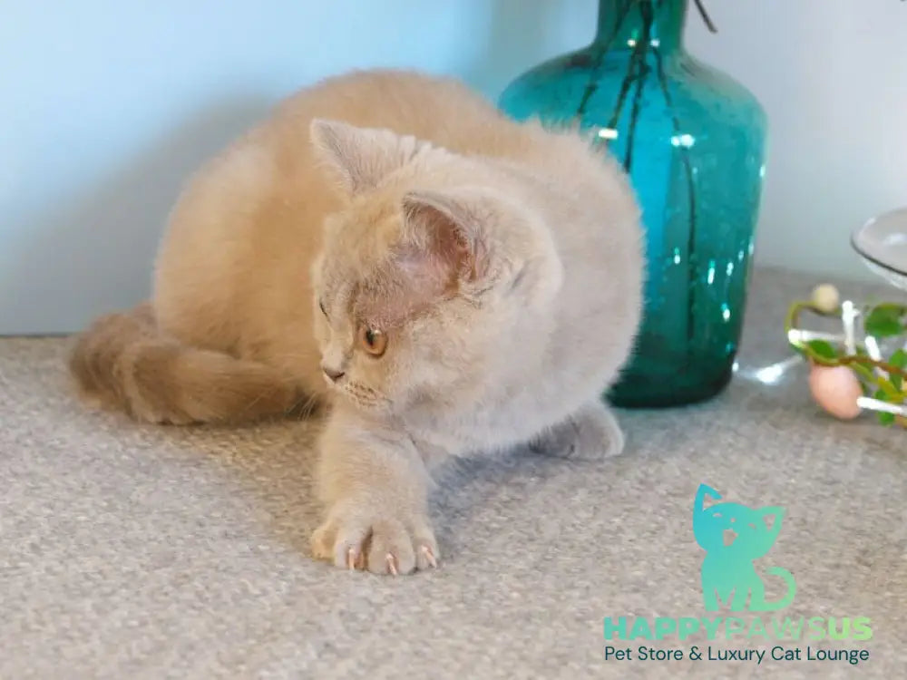 Nola British Shorthair female lilac - live animals