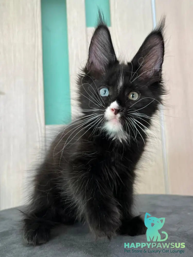 Nolan Maine Coon male black with white - live animals
