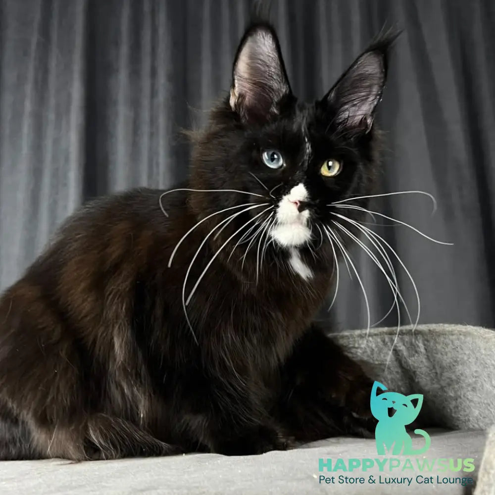 Nolan Maine Coon male black with white - live animals