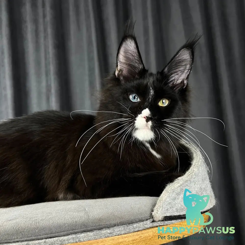 Nolan Maine Coon male black with white - live animals