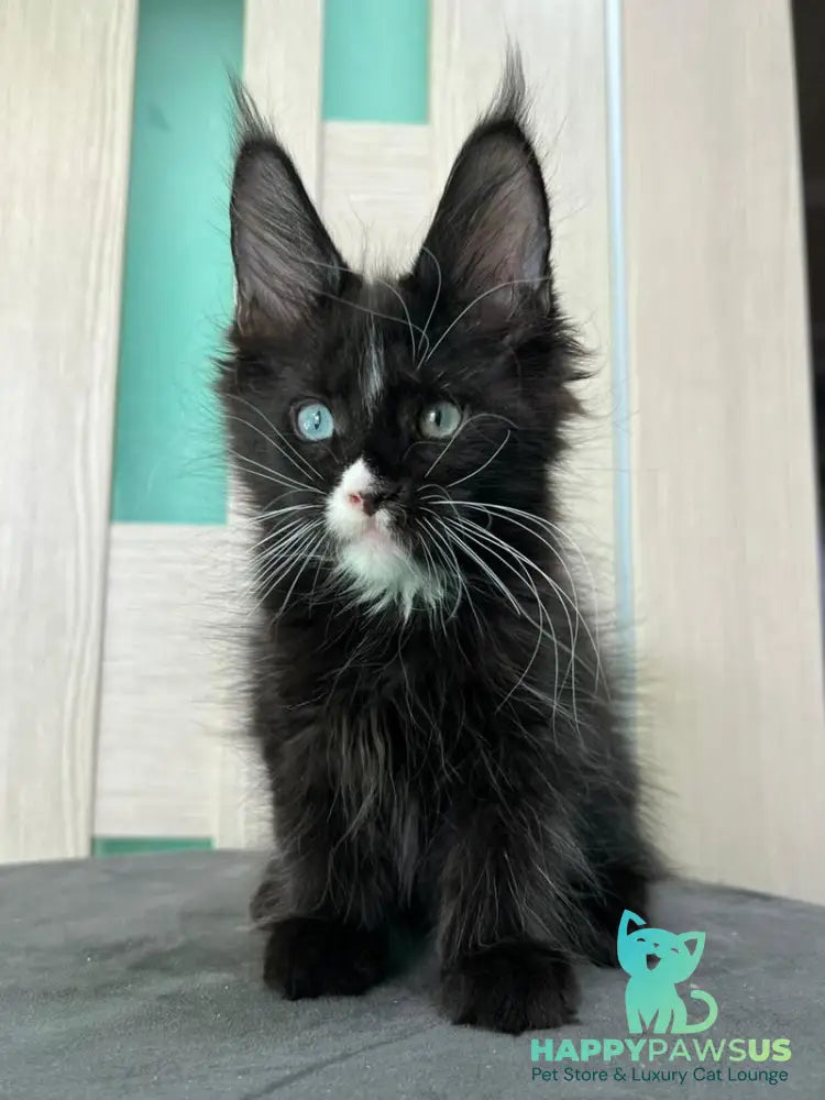 Nolan Maine Coon male black with white - live animals