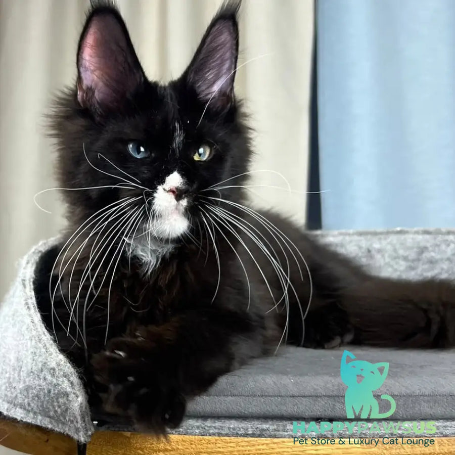 Nolan Maine Coon male black with white - live animals