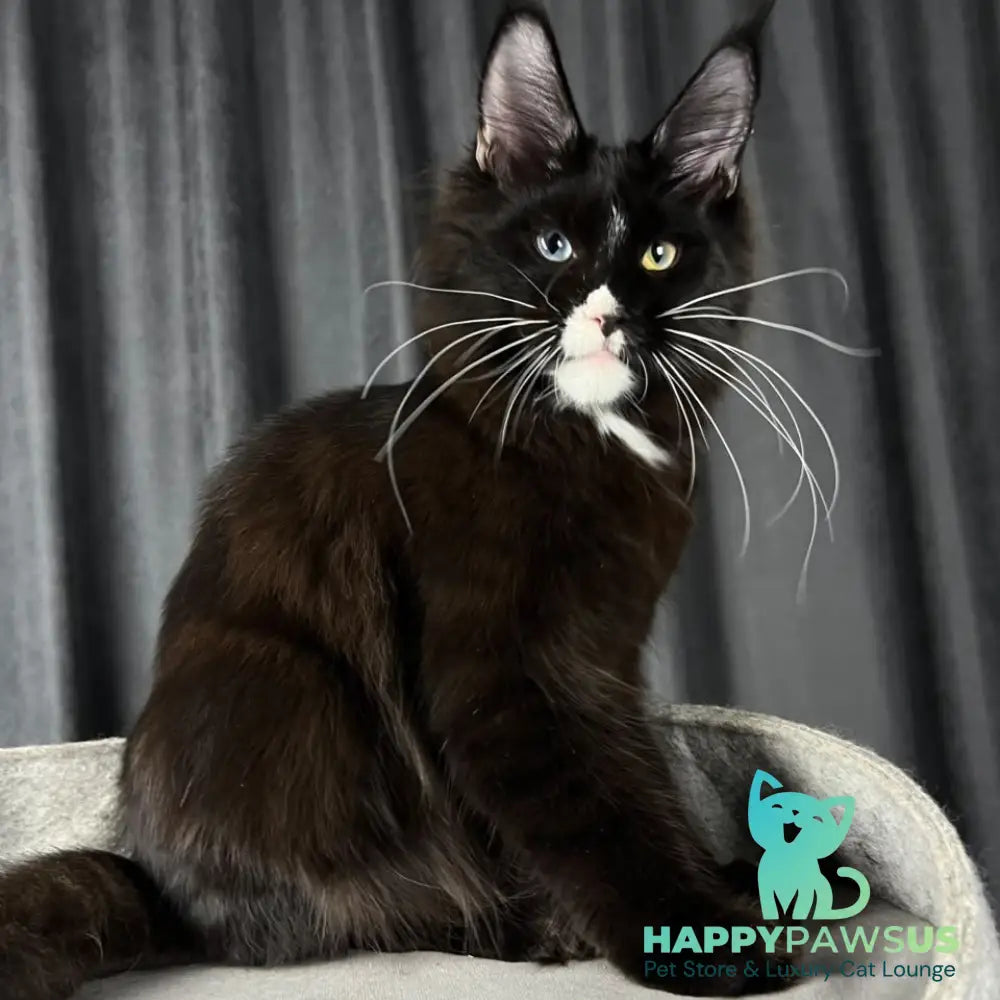 Nolan Maine Coon male black with white - live animals