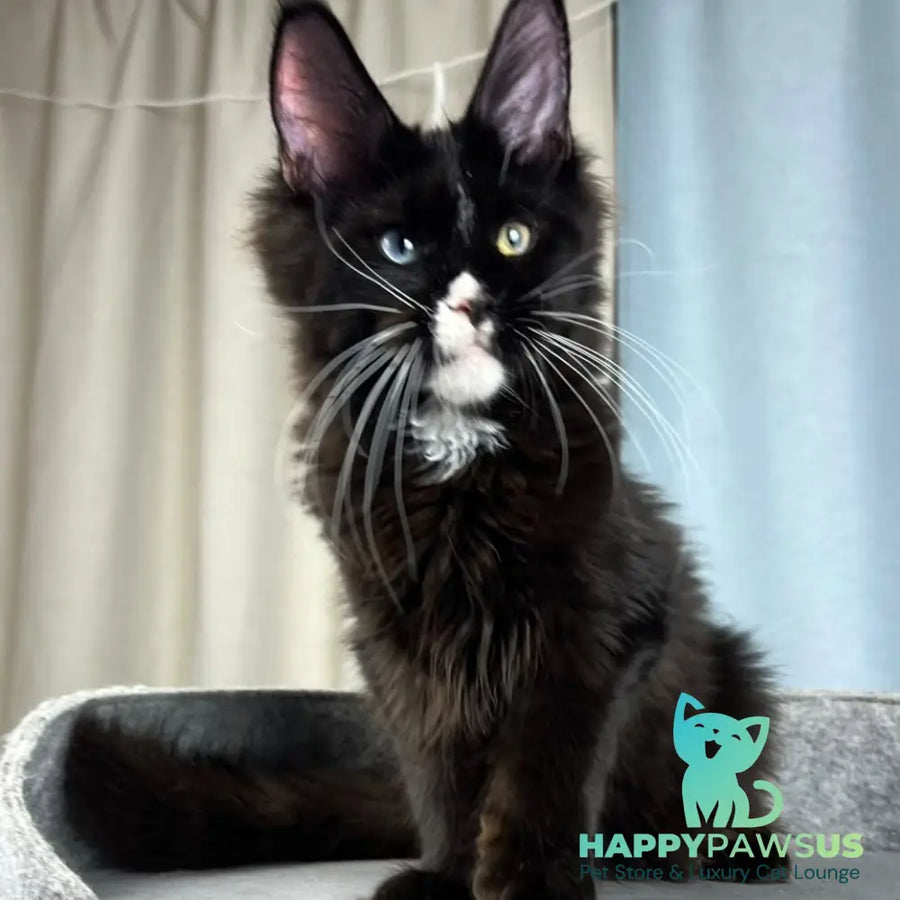 Nolan Maine Coon male black with white - live animals
