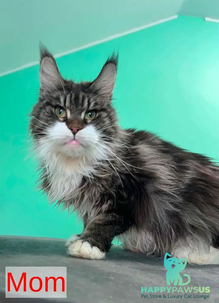 Nolan Maine Coon male black with white - live animals