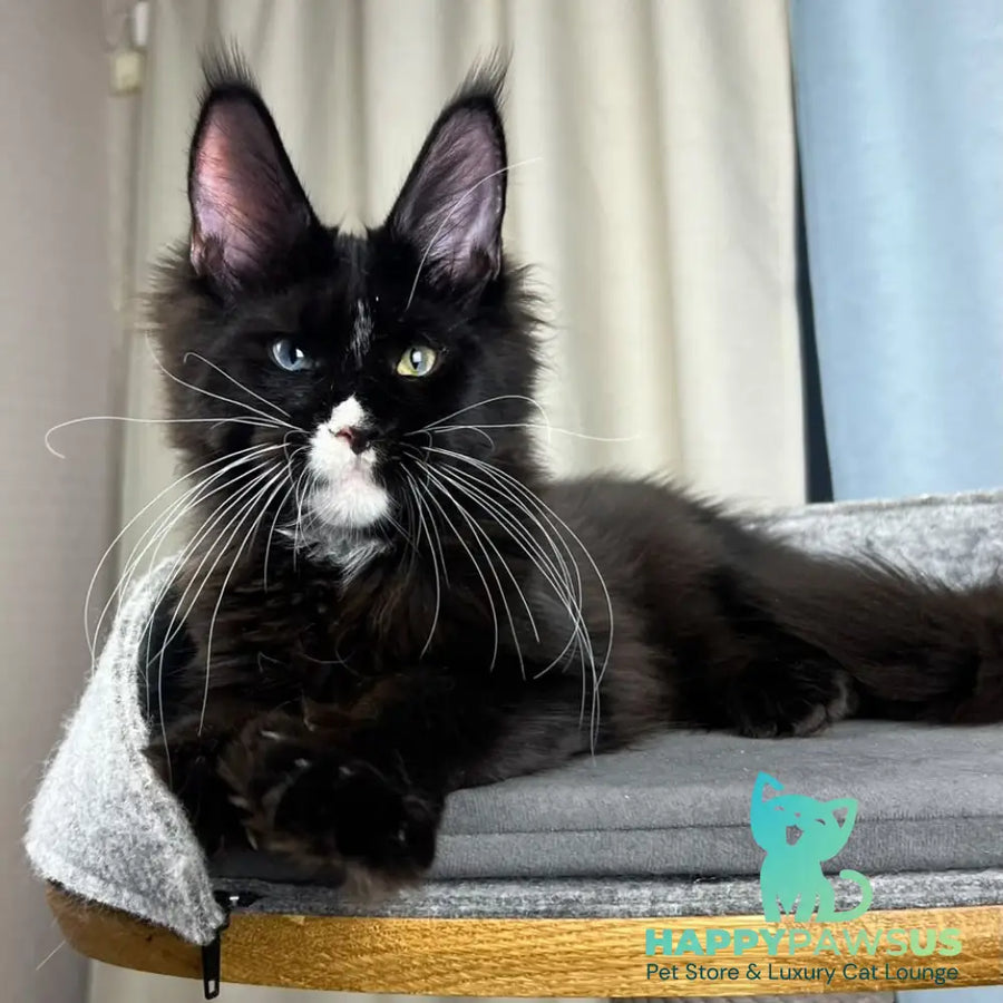 Nolan Maine Coon male black with white - live animals
