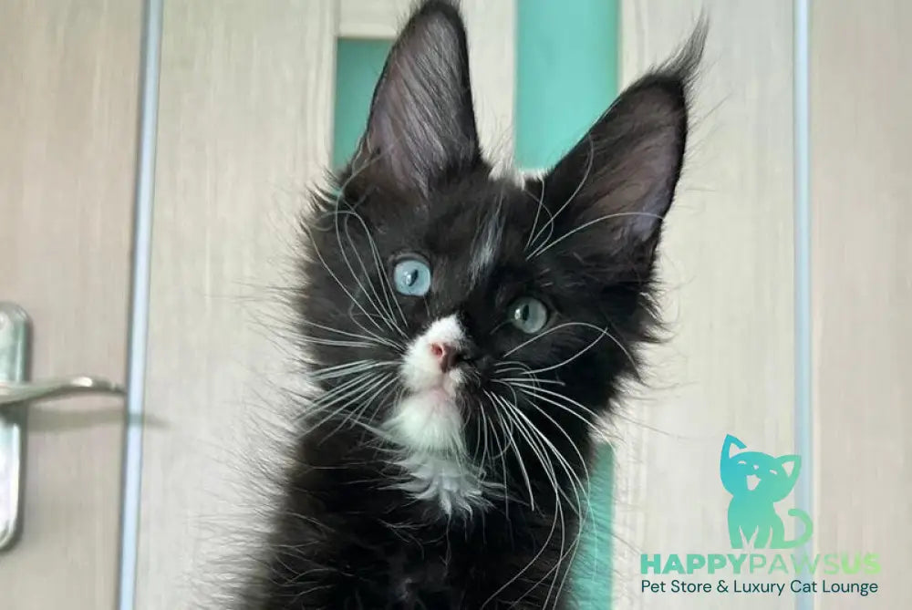 Nolan Maine Coon male black with white - live animals
