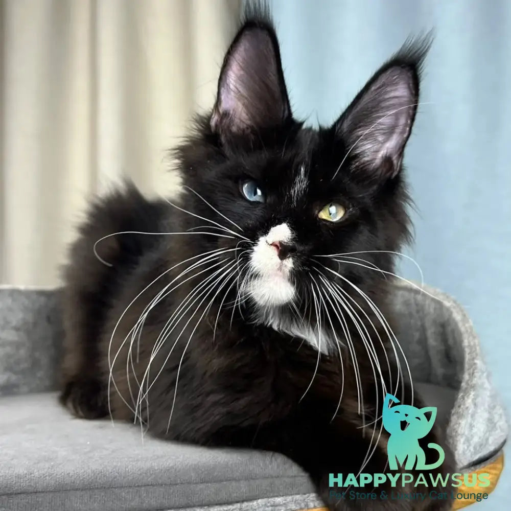 Nolan Maine Coon male black with white - live animals