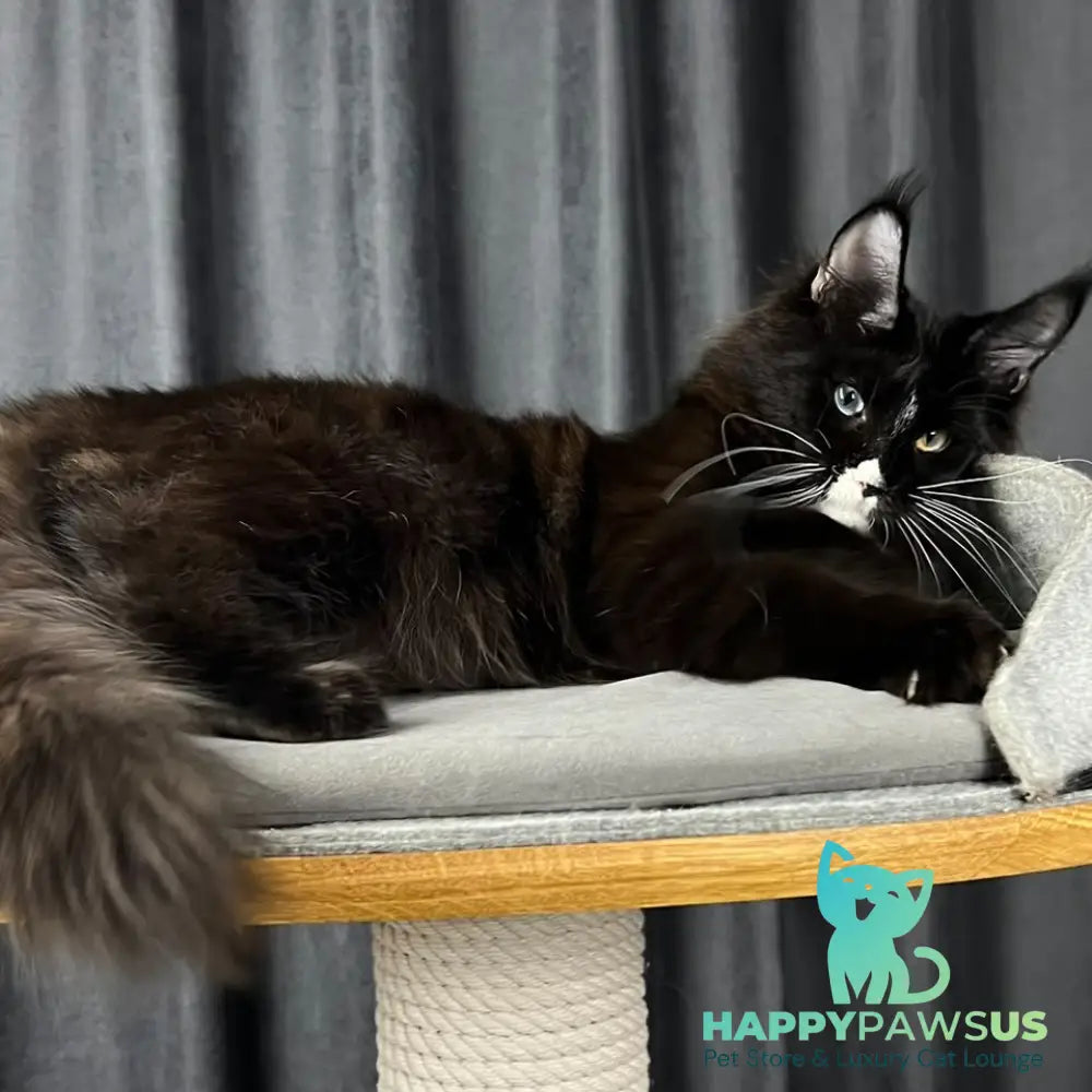 Nolan Maine Coon male black with white - live animals