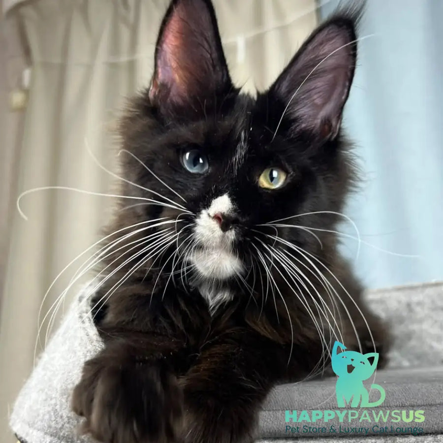 Nolan Maine Coon male black with white - live animals