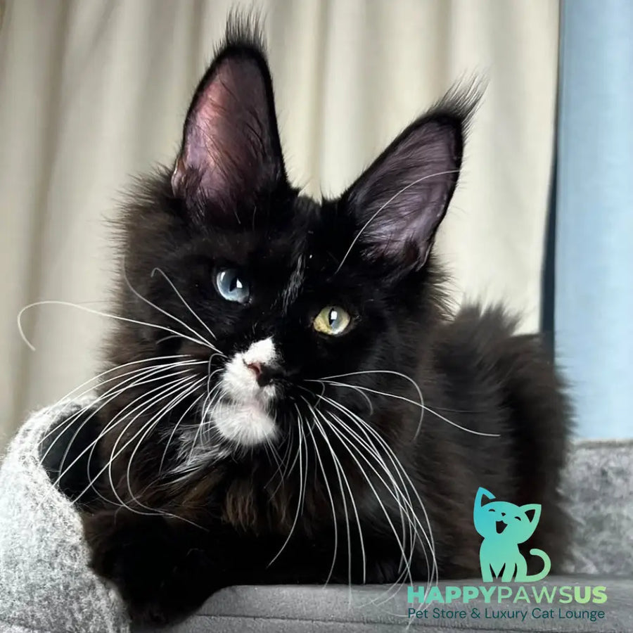 Nolan Maine Coon male black with white - live animals