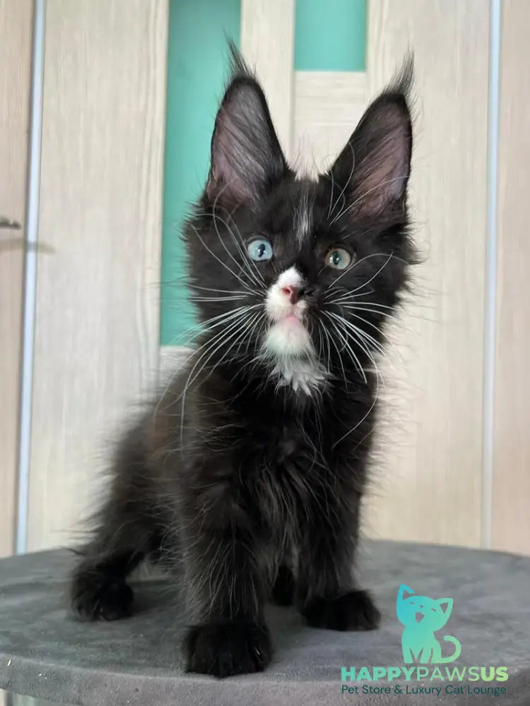 Nolan Maine Coon male black with white - live animals