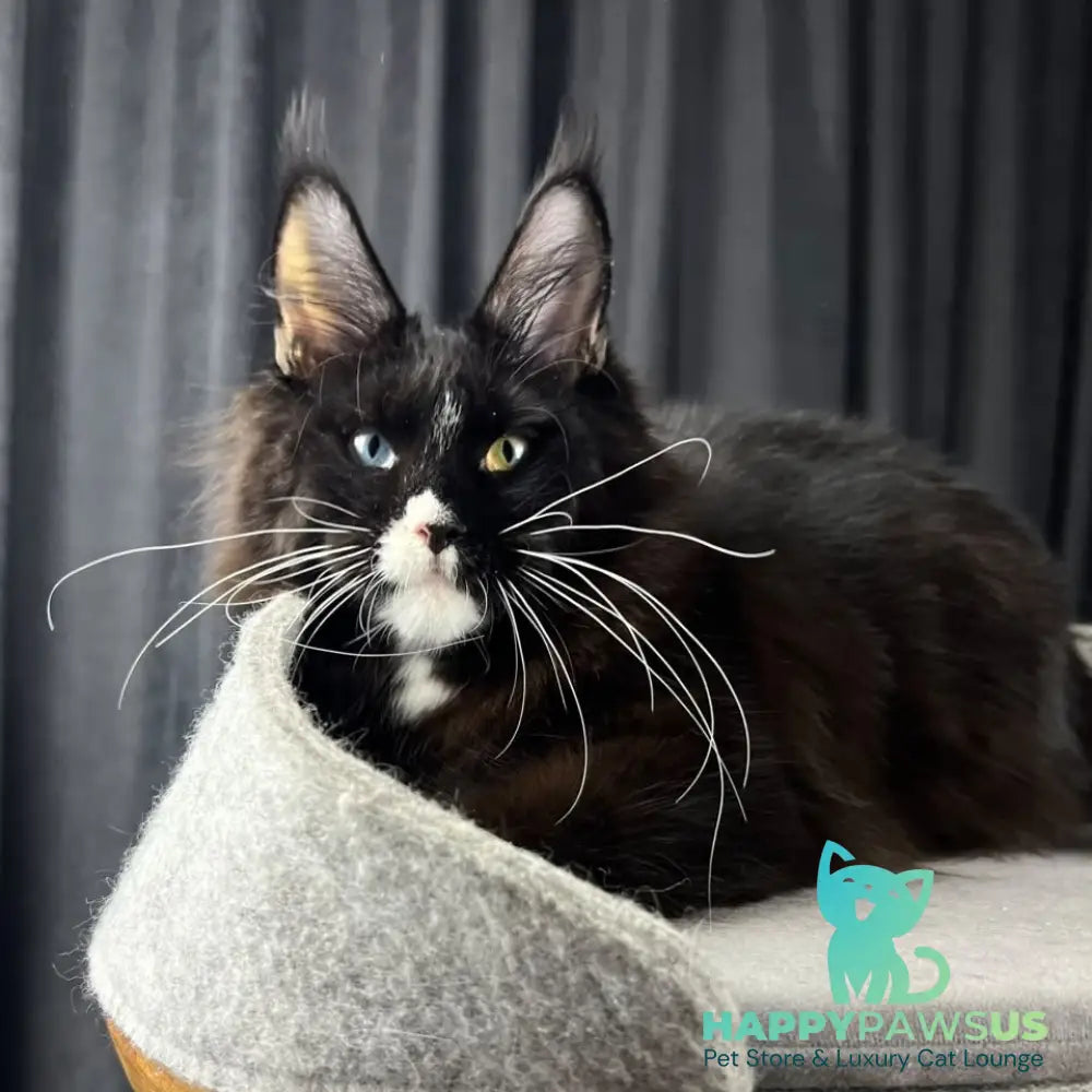 Nolan Maine Coon male black with white - live animals