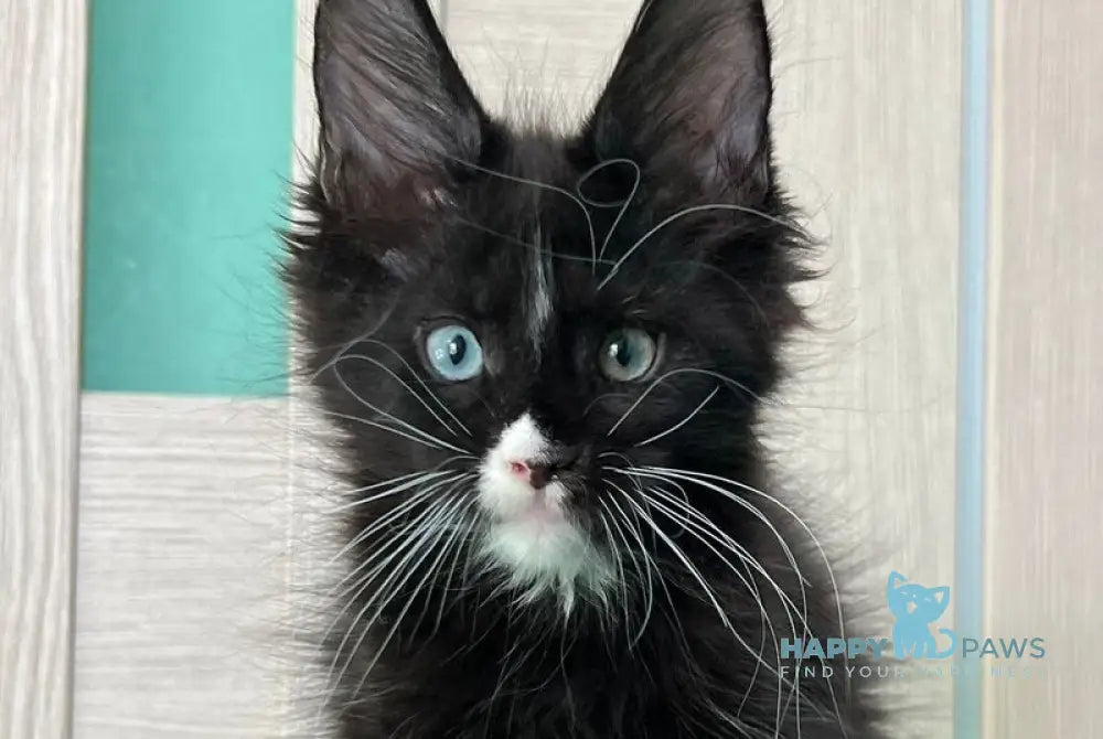 Nolan Maine Coon male black with white - live animals