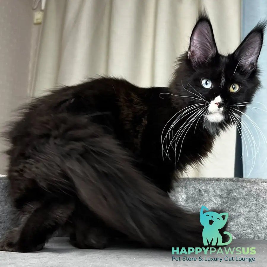 Nolan Maine Coon male black with white - live animals