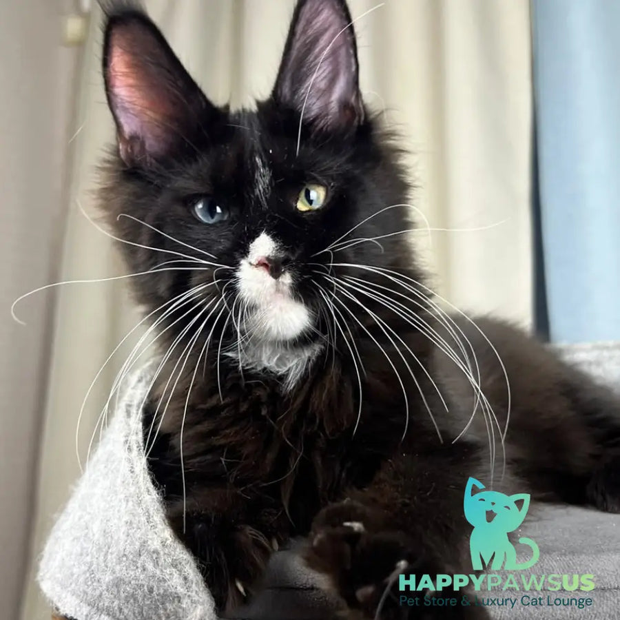 Nolan Maine Coon male black with white - live animals