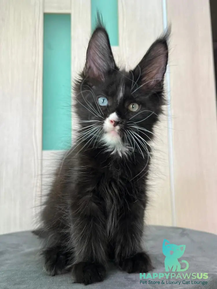 Nolan Maine Coon male black with white - live animals