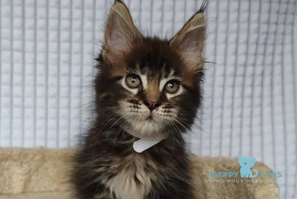 Nolan Maine Coon polydactyl male black tabby live animals