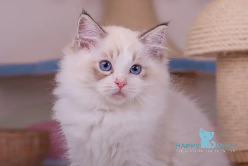 Nolan Ragdoll male seal lynx bicolour live animals