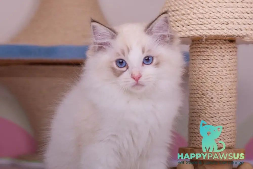 Nolan Ragdoll male seal lynx bicolour live animals
