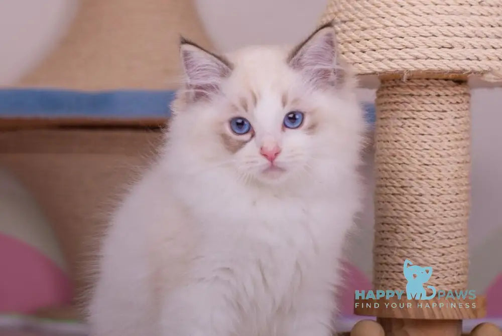 Nolan Ragdoll male seal lynx bicolour live animals