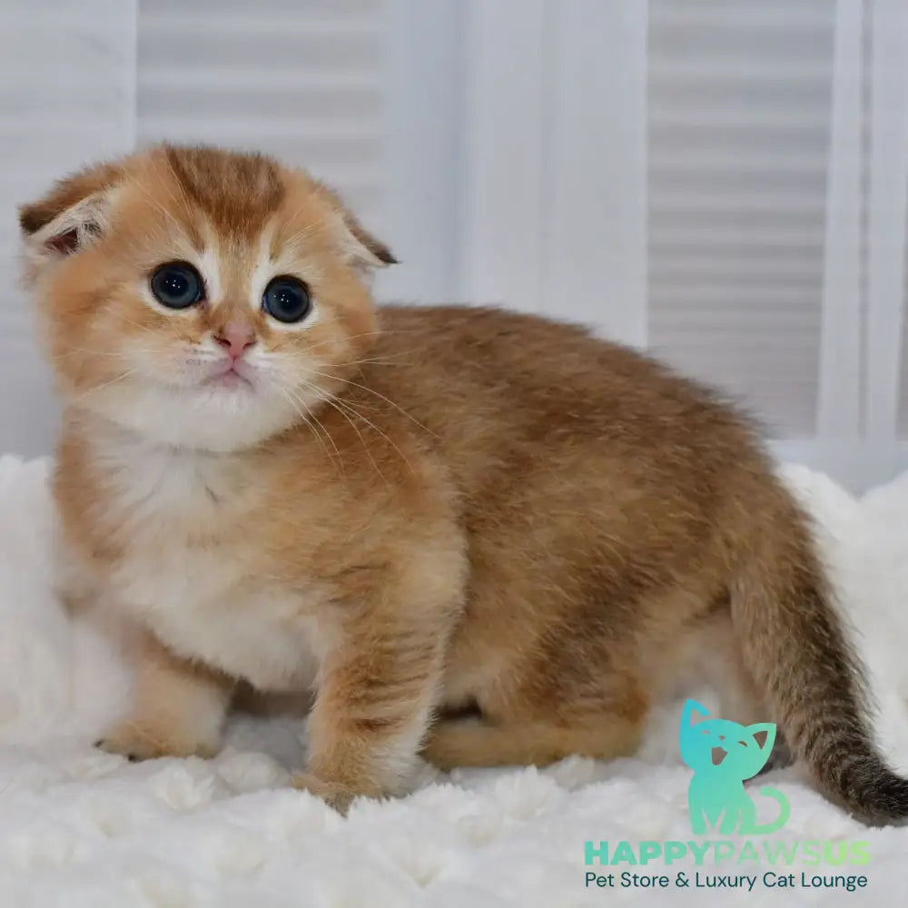 Nolan Scottish Fold male black golden shaded - live animals