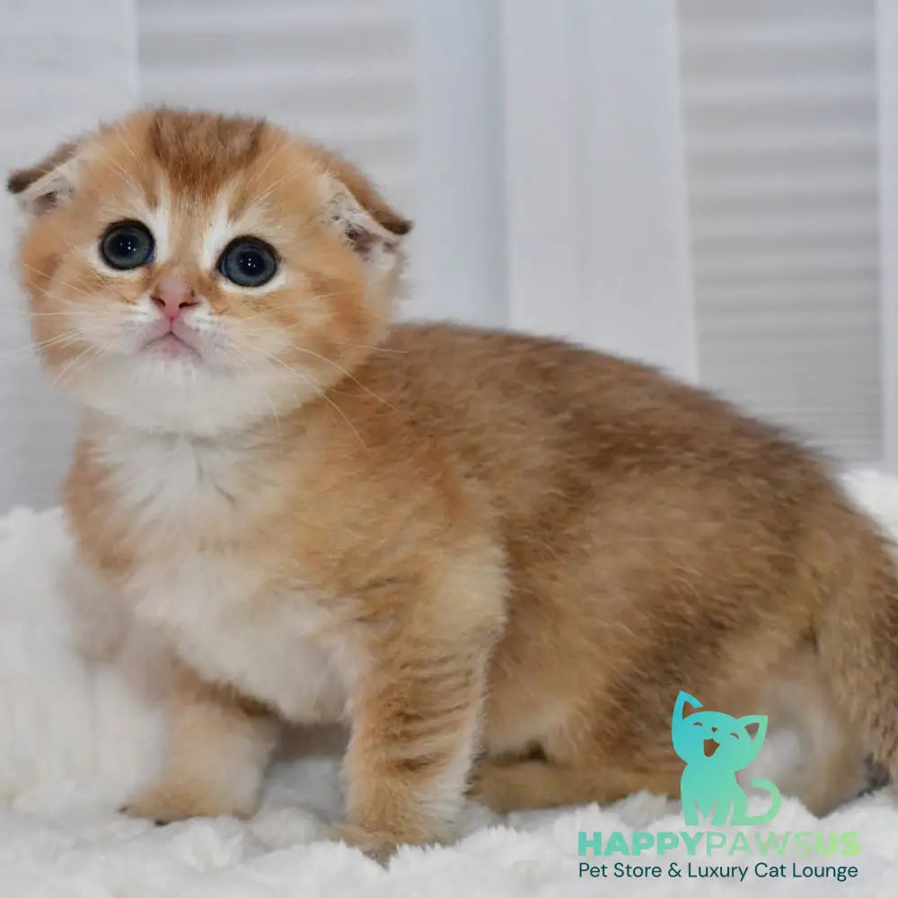 Nolan Scottish Fold male black golden shaded - live animals