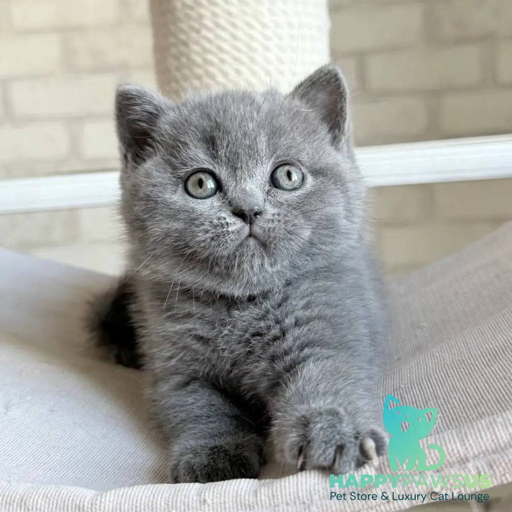 Nolan Scottish Straight male blue - live animals