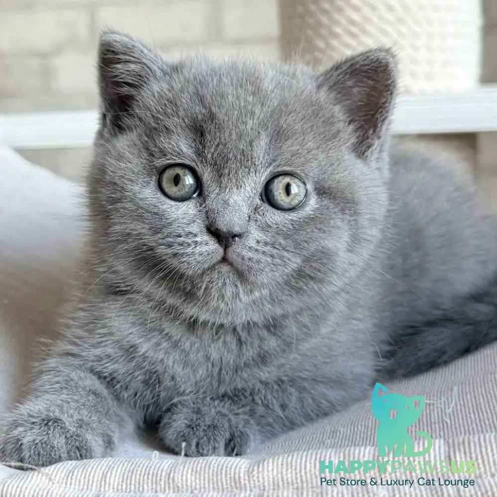 Nolan Scottish Straight male blue - live animals