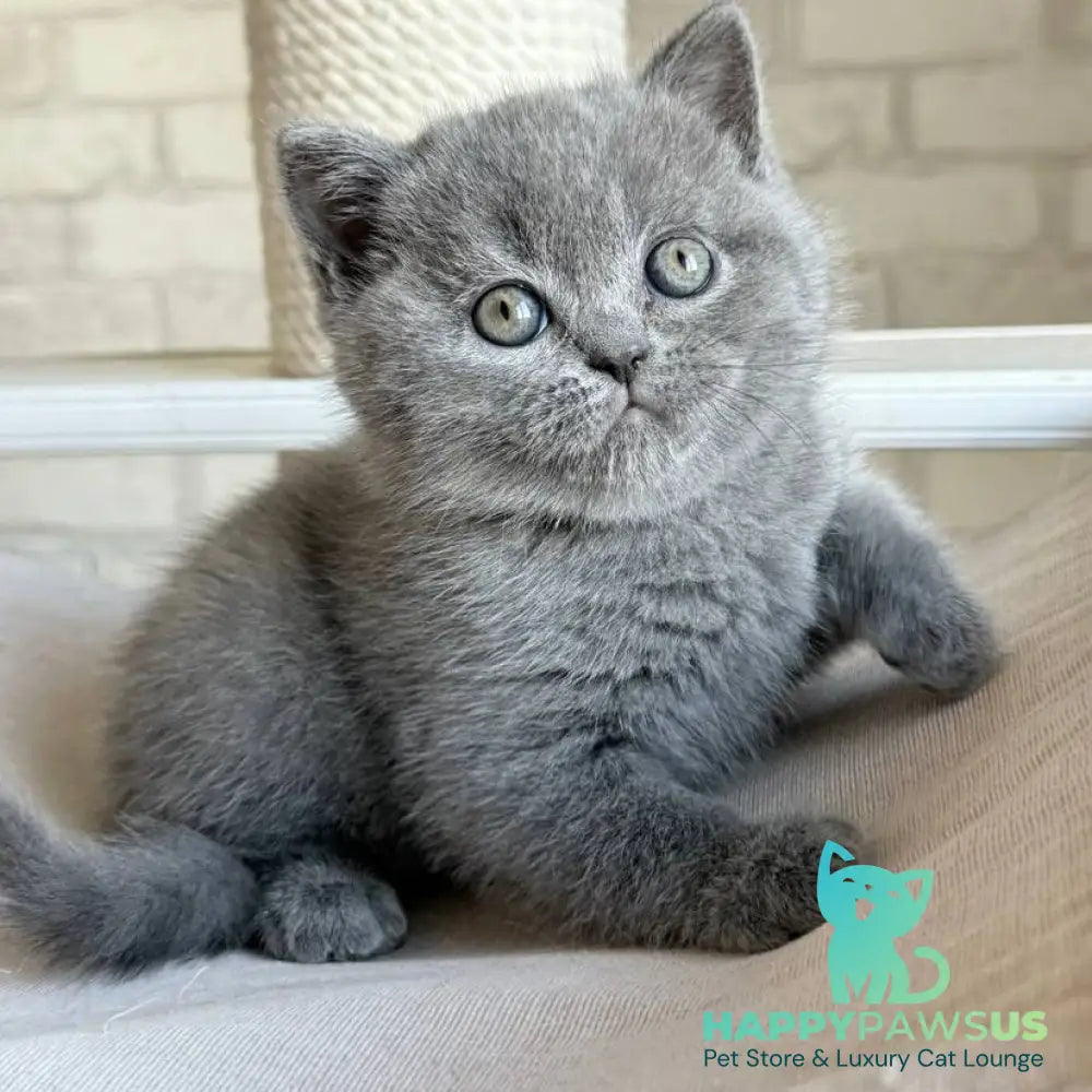 Nolan Scottish Straight male blue - live animals