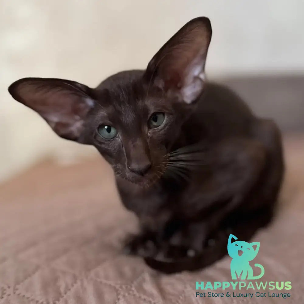 Nolik Oriental Shorthair male chocolate - live animals