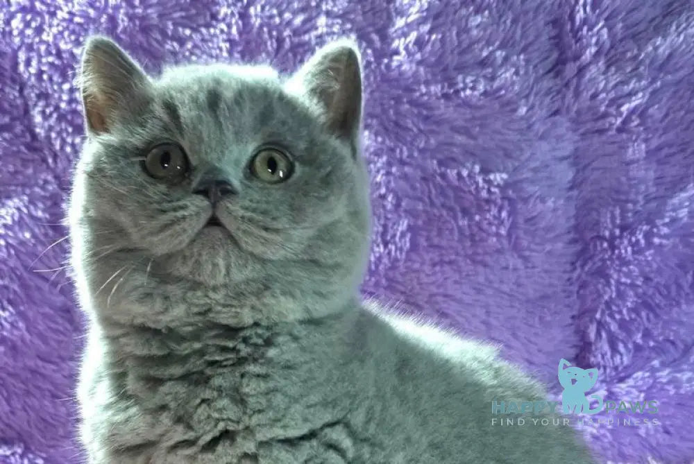 Nolla British Shorthair female blue live animals