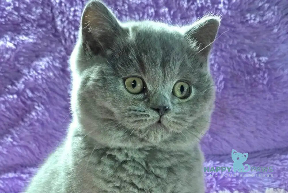 Nolla British Shorthair female blue live animals