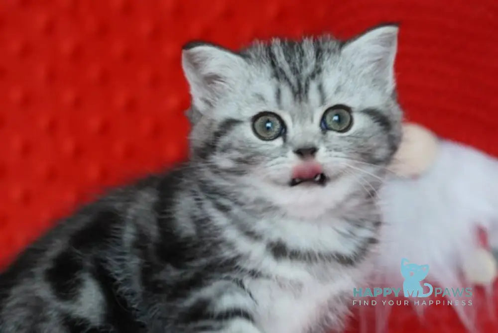 Nolla Scottish Straight female black silver tabby live animals