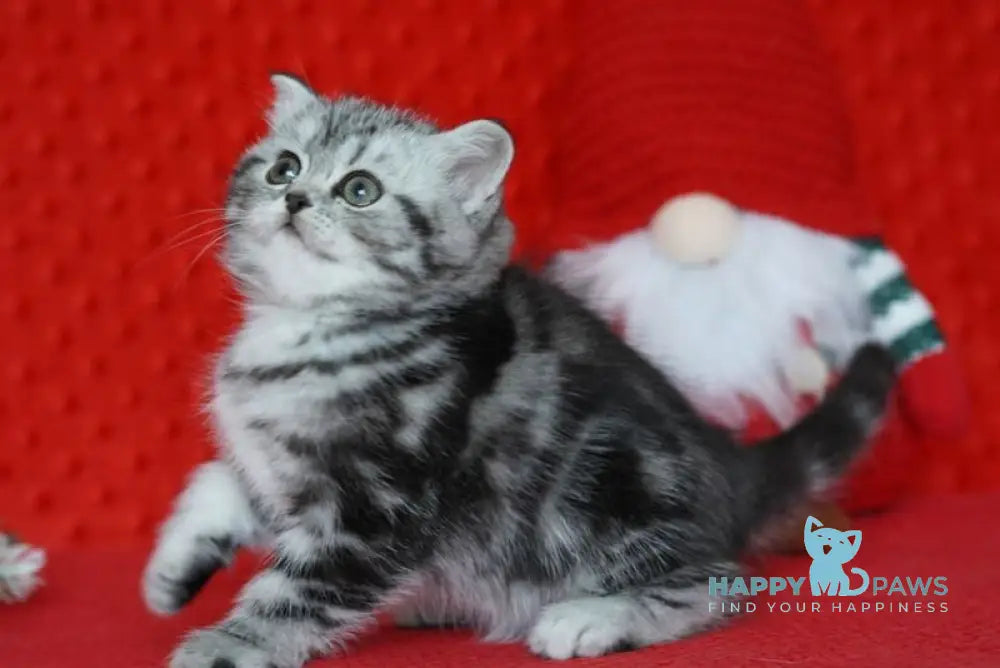 Nolla Scottish Straight female black silver tabby live animals