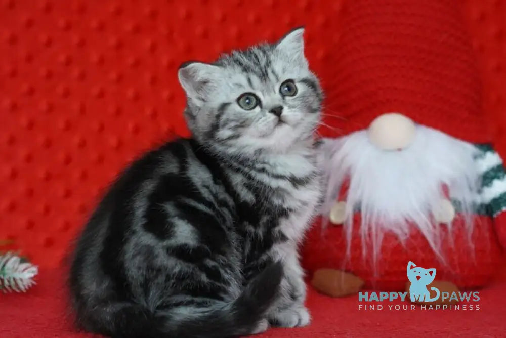 Nolla Scottish Straight female black silver tabby live animals