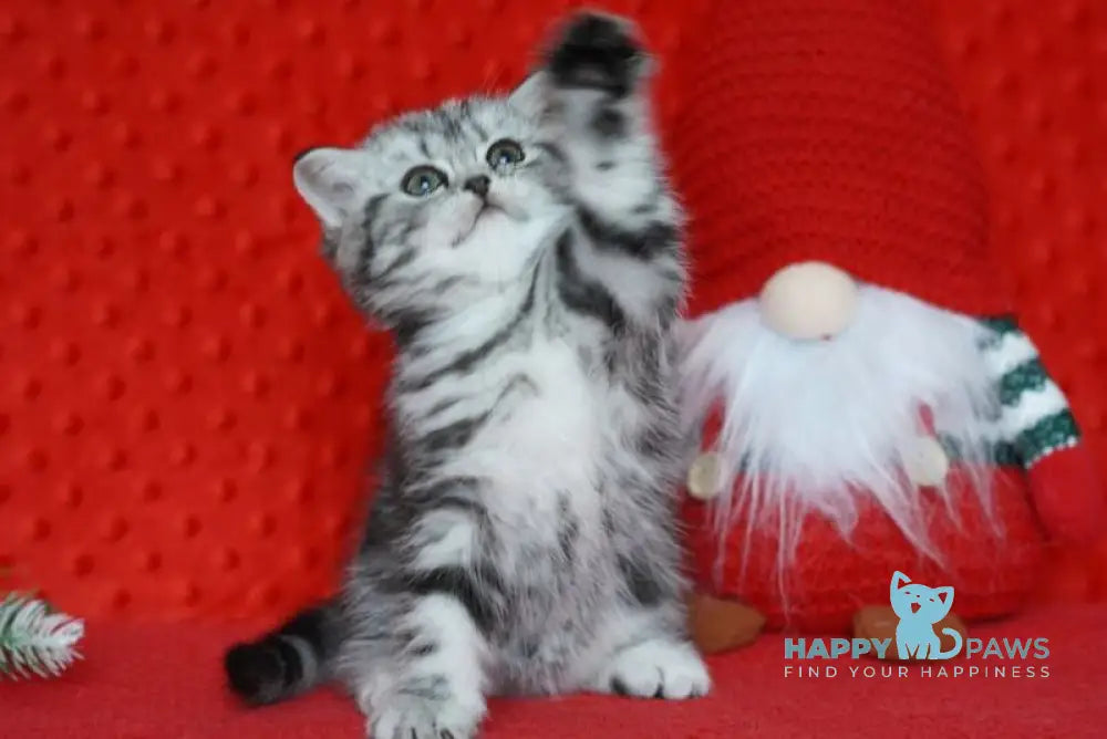 Nolla Scottish Straight female black silver tabby live animals