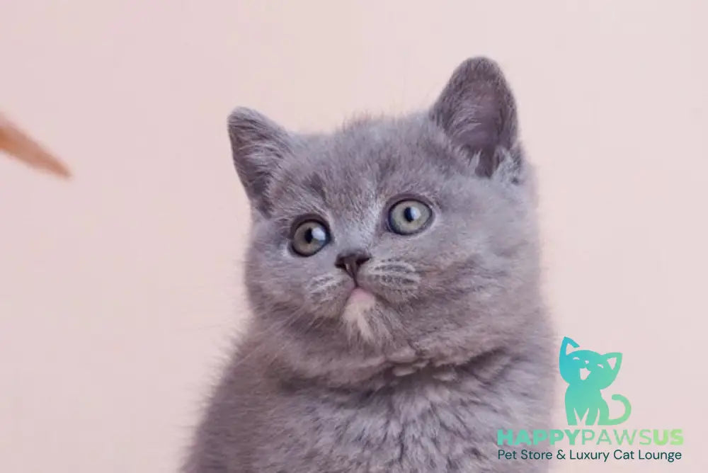 Nona British Shorthair female blue tortie live animals