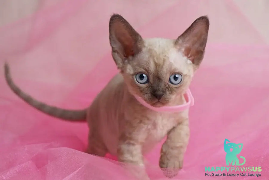 Nona Devon Rex female chocolate pointed - live animals