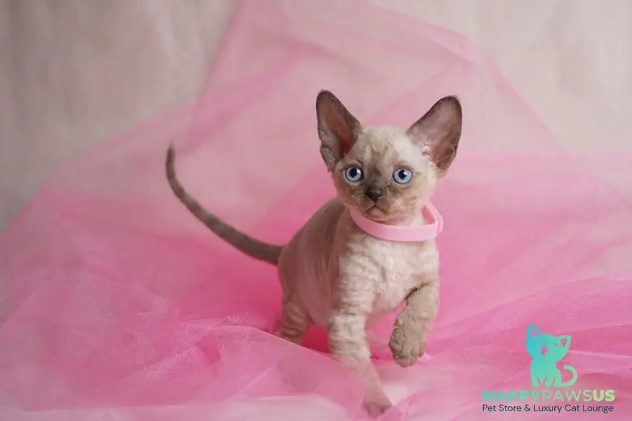 Nona Devon Rex female chocolate pointed - live animals