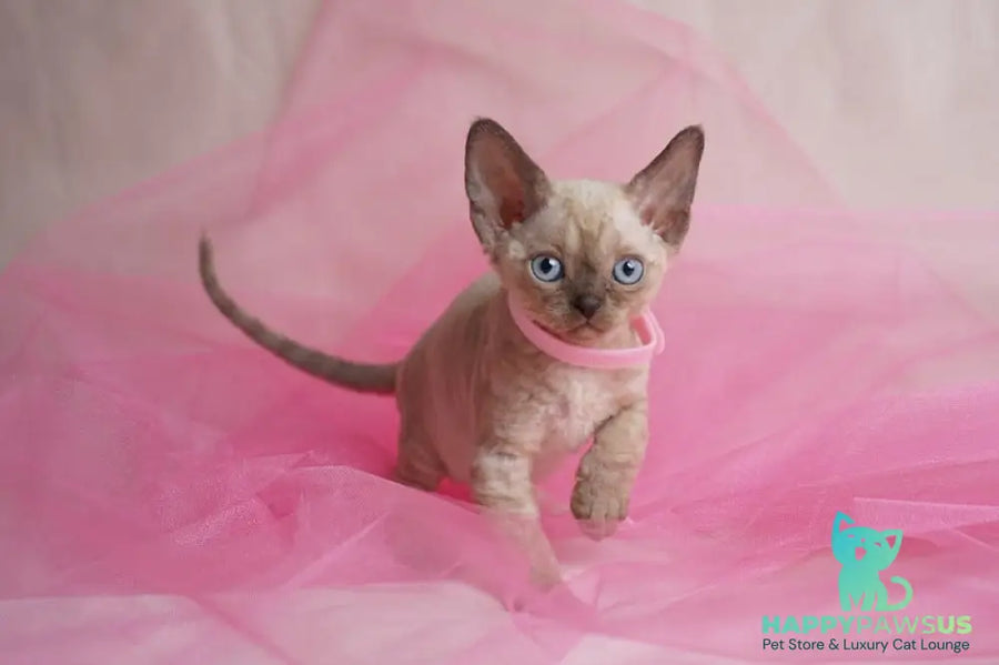 Nona Devon Rex female chocolate pointed - live animals