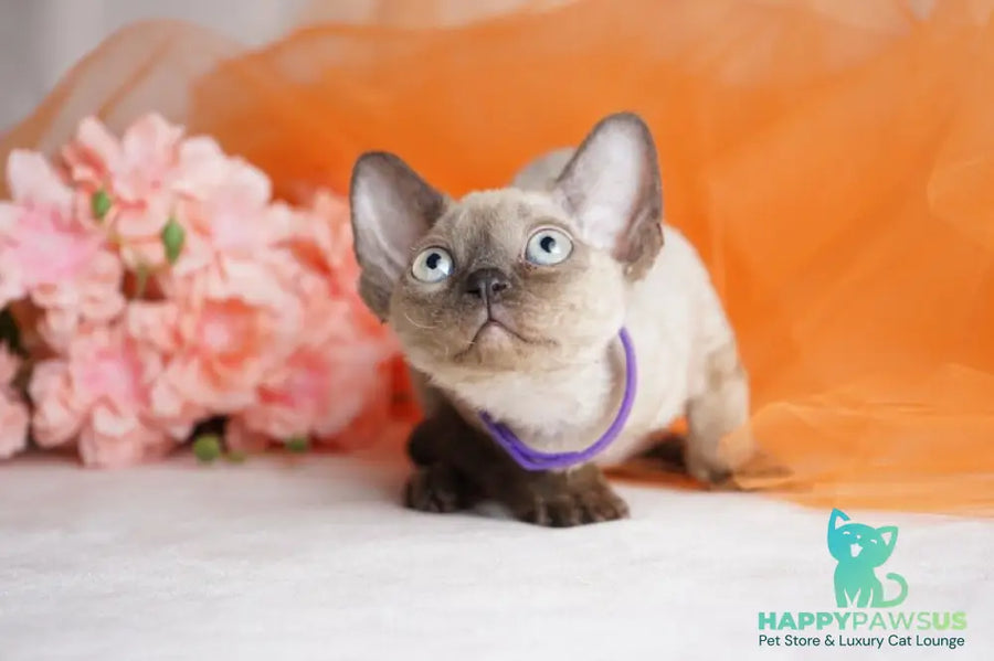 Nona Devon Rex female chocolate pointed - live animals