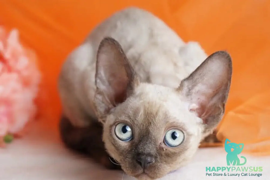 Nona Devon Rex female chocolate pointed - live animals