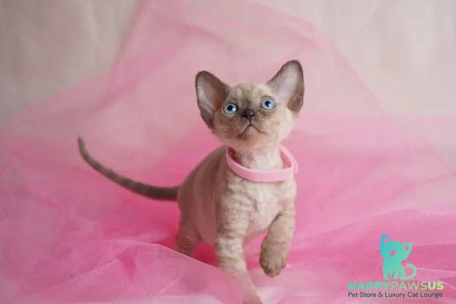 Nona Devon Rex female chocolate pointed - live animals