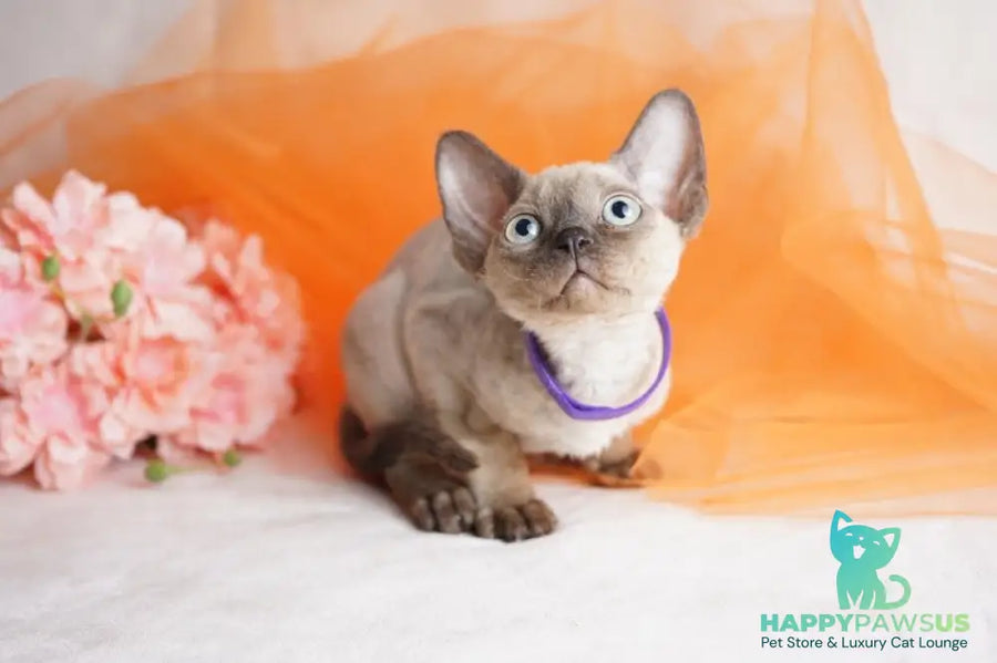 Nona Devon Rex female chocolate pointed - live animals