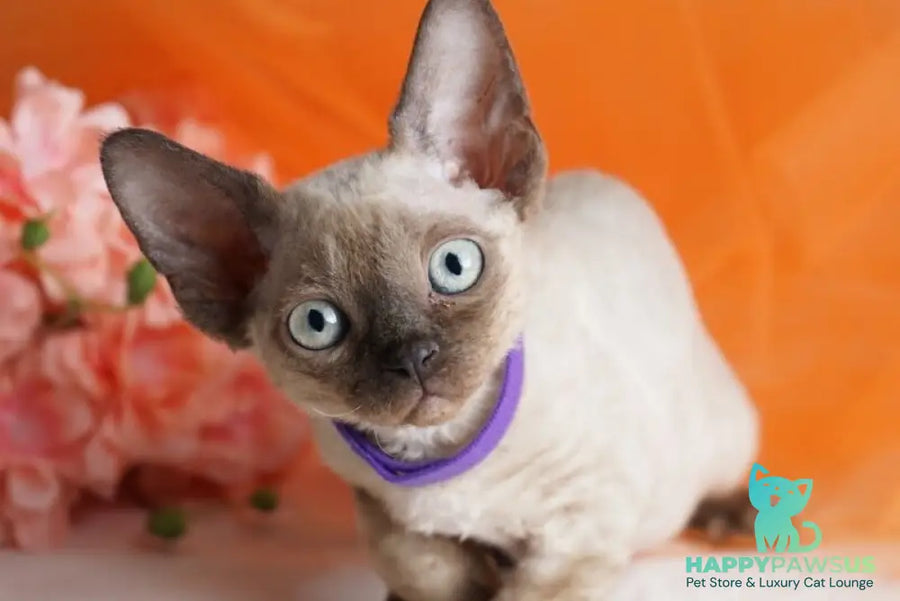 Nona Devon Rex female chocolate pointed - live animals