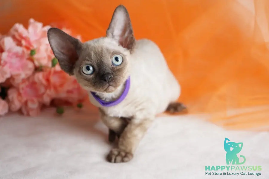 Nona Devon Rex female chocolate pointed - live animals