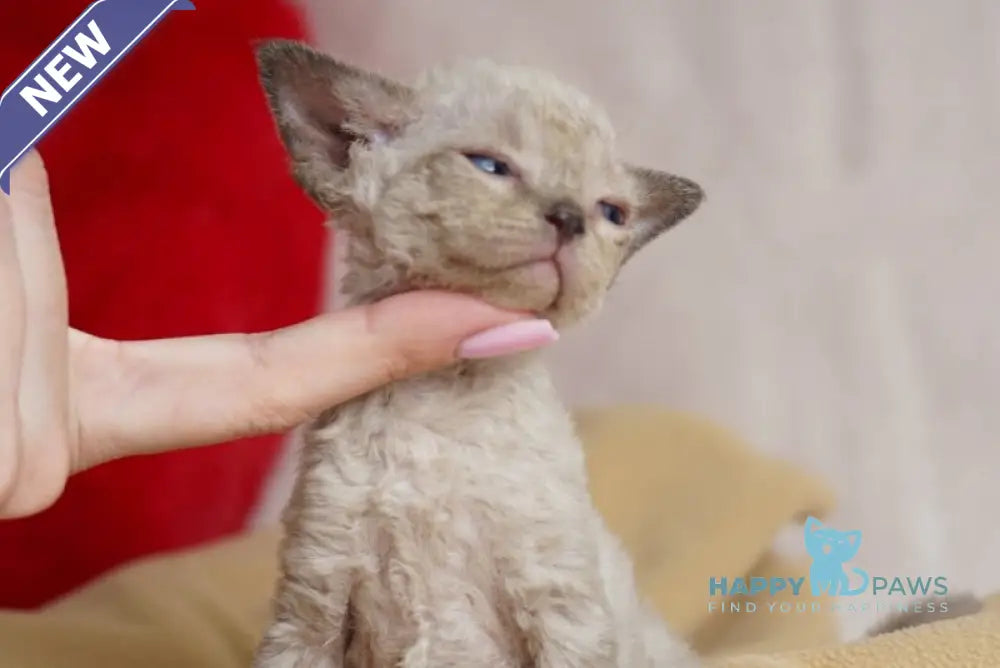 Nona Devon Rex female chocolate pointed - live animals