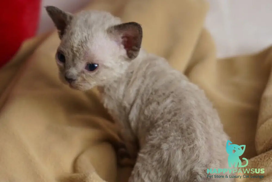 Nona Devon Rex female chocolate pointed - live animals
